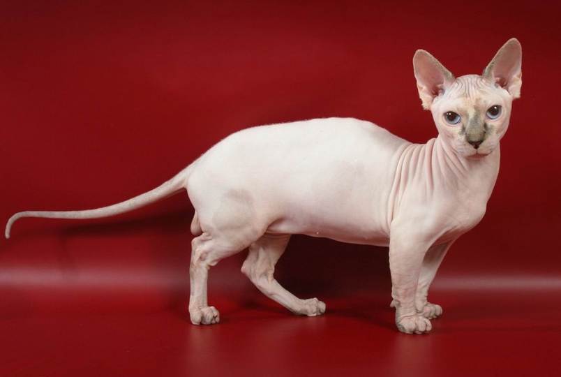 Манчкин – порода кошек, фото, описание, характер, уход питание и здоровье