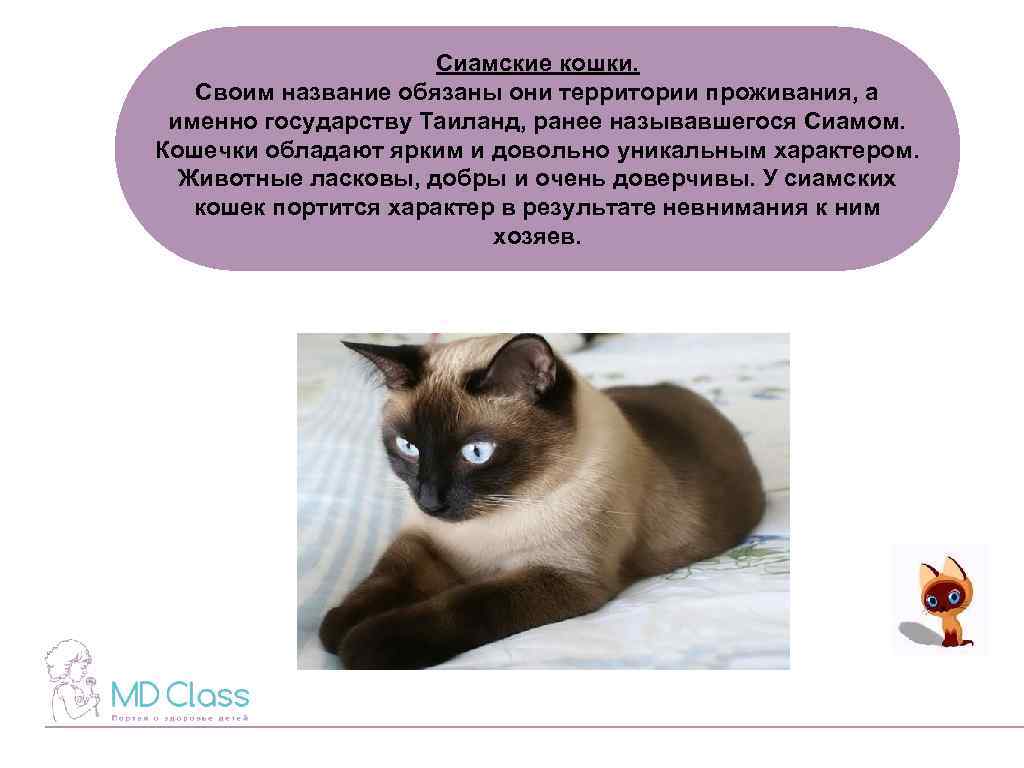 Сиамская кошка - разновидности, особенности ухода и отзывы владельцев