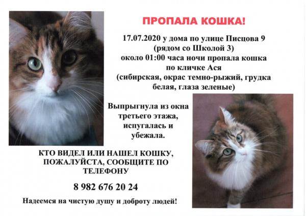 Как заставить убежавшую домашнюю кошку вернуться домой