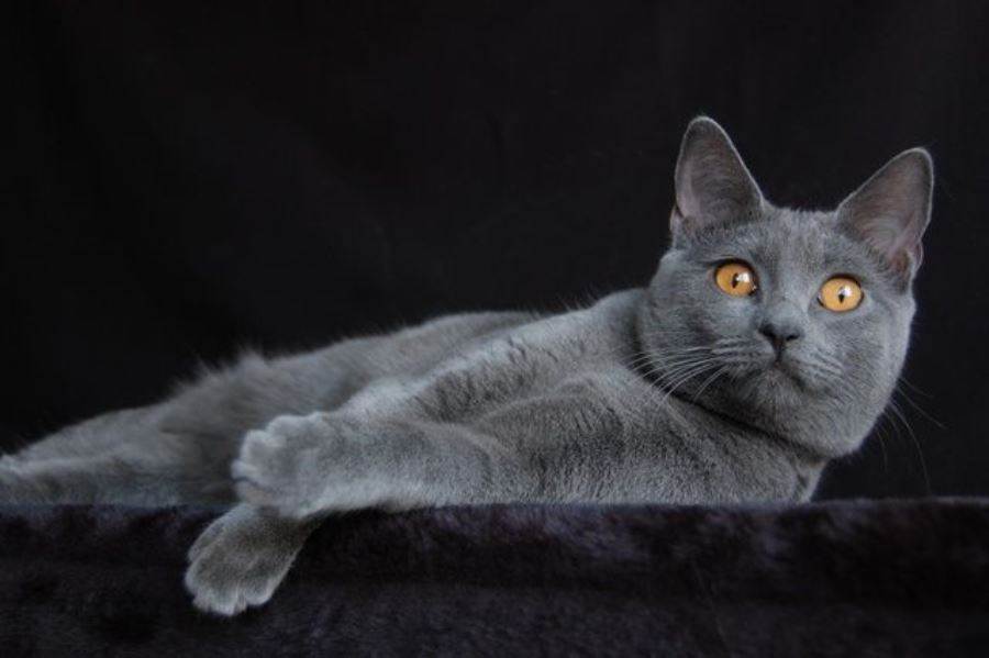 Кошка породы шартрез: описание и основные сведения, особенности содержания и ухода (+фото)