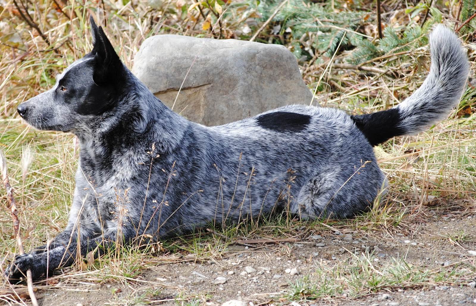 Австралийская пастушья собака: характеристика породы