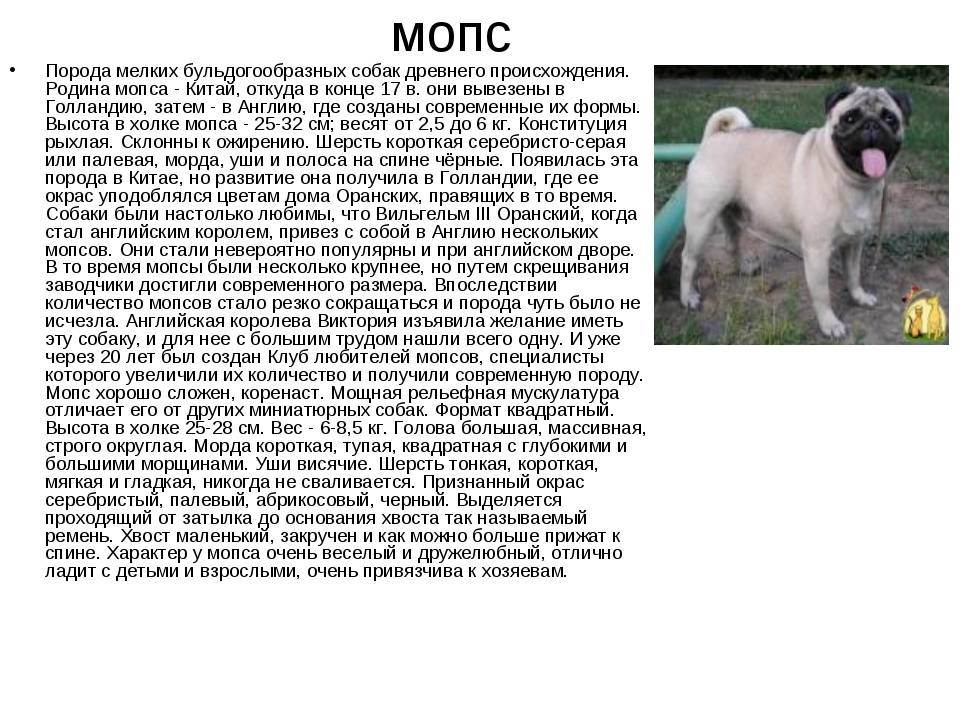 Мопс: описание, характер собаки, уход, фото