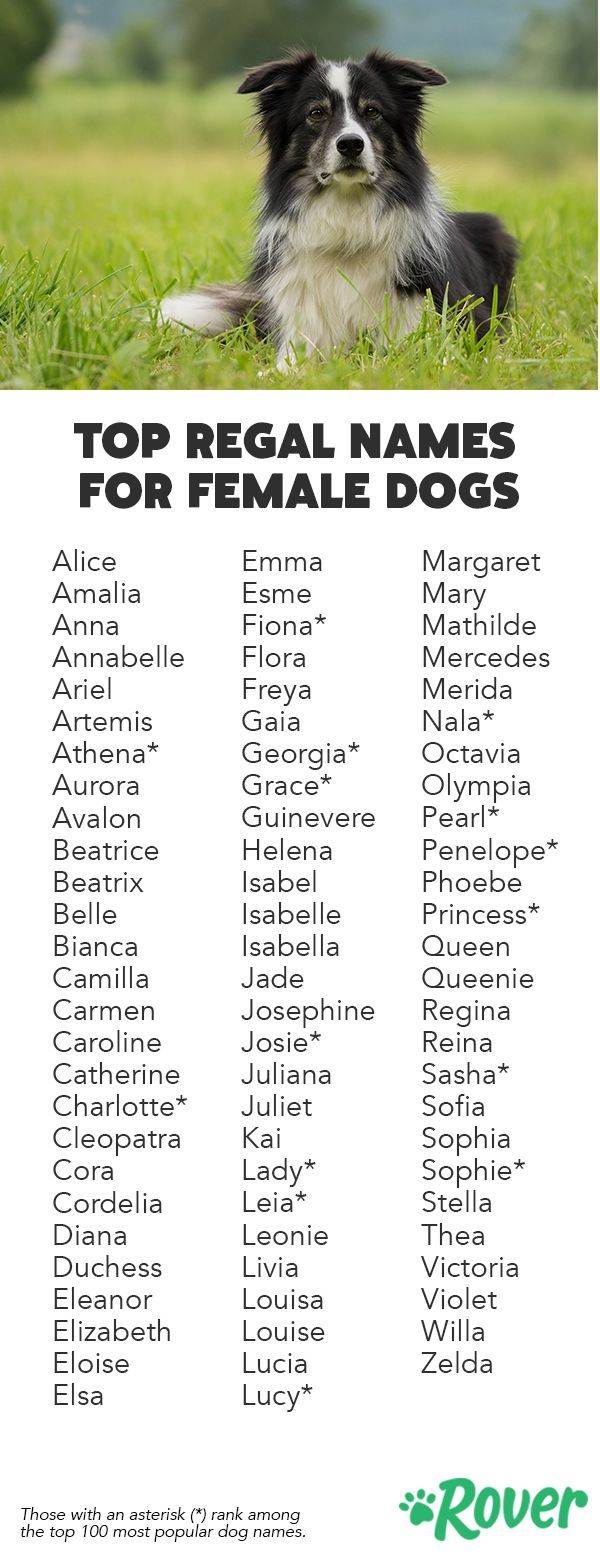 Выбираем кличку для собаки девочки