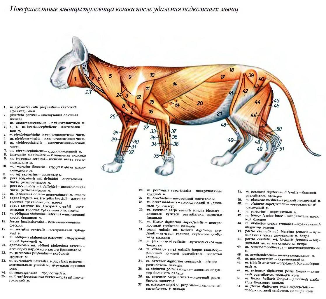 Сколько сосков у кошки, есть ли они у котов, особенности и функции