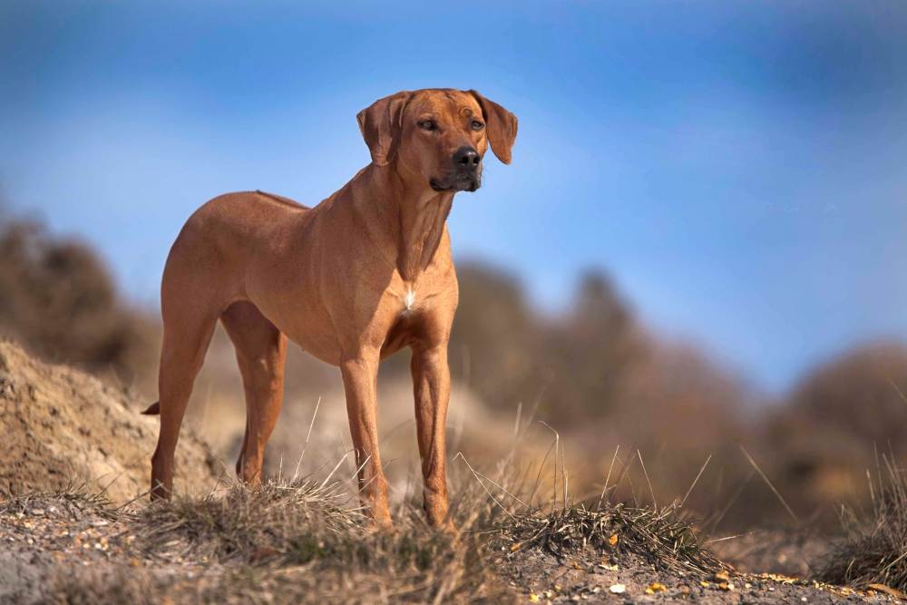 ᐉ внешний вид и характеристика собак охотничьей породы родезийский риджбек, воспитание и дрессировка - zoovet24.ru