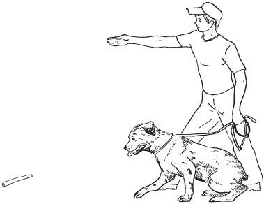 Учим собаку команде "апорт": пошаговая инструкция