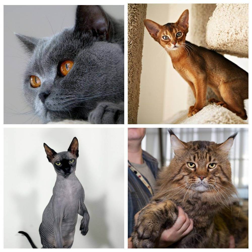 Какие породы кошек самые ручные? - справочник по pc и гаджетам