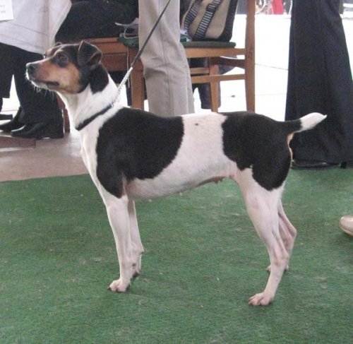 Бразильский мастиф (фила бразилейро): описание породы собак и отзывы владельцев о характере питомцев