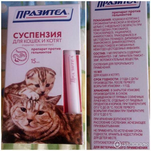 Таблетки "празител" для кошек: инструкция по применению, показания, отзывы