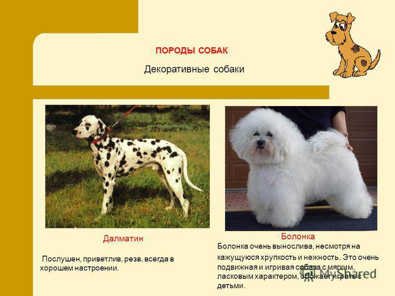 Русские цветные болонки: описание, характер, фото породы | все о собаках