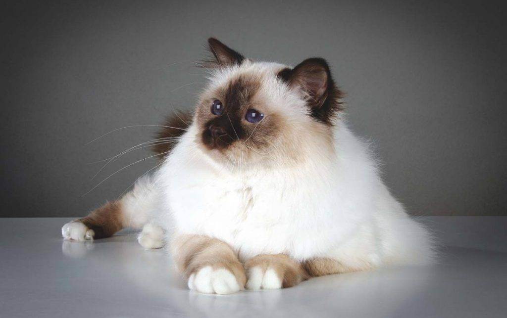 Бирманская кошка: фото, цена, описание породы, характер, видео
бирманская кошка: фото, цена, описание породы, характер, видео