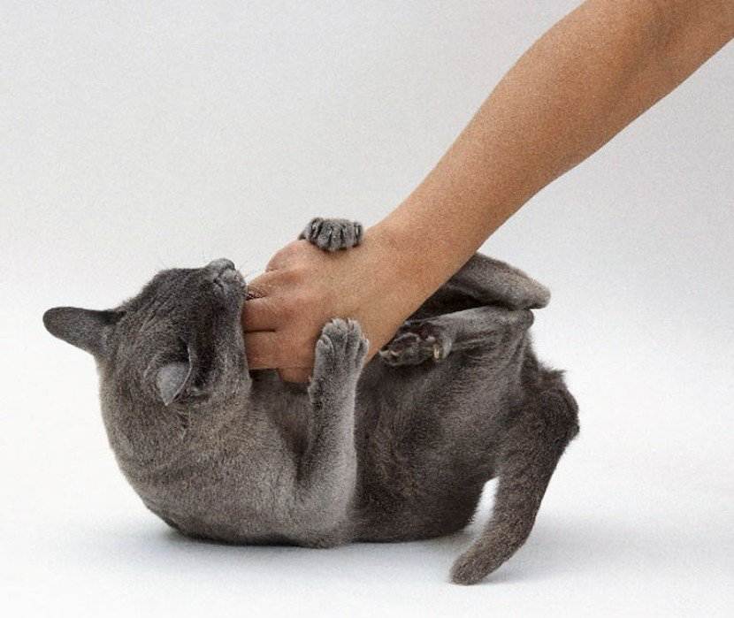 Кошка без причины кусается, когда ее гладишь: почему животное кусает руку хозяина, а потом лижется?
