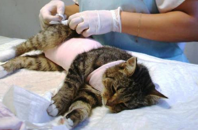 Почему бывает течка после стерилизации у кошекветлечебница рос-вет