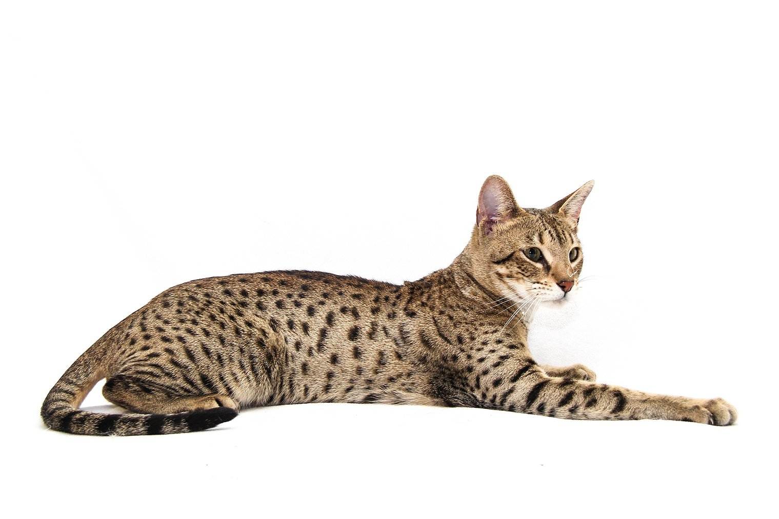 Топ 10 самых дорогих пород кошек в мире