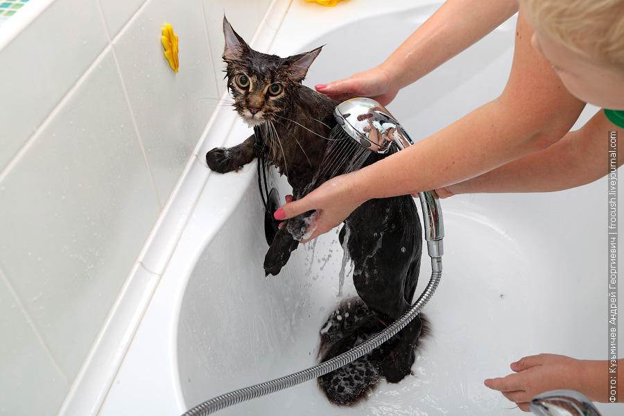 Как приучить кота к воде и купанию, чтобы он не боялся мыться в ванне