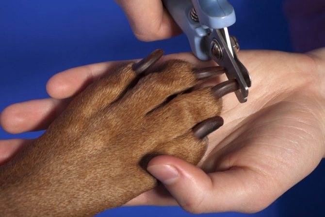 Как обрезать когти собаке в домашних условиях с помощью кусачек, когтереза, гильотины