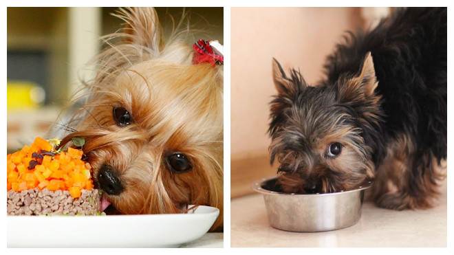 Содержание собаки породы йоркширский терьер: правильный уход и питание в домашних условиях + график прививок