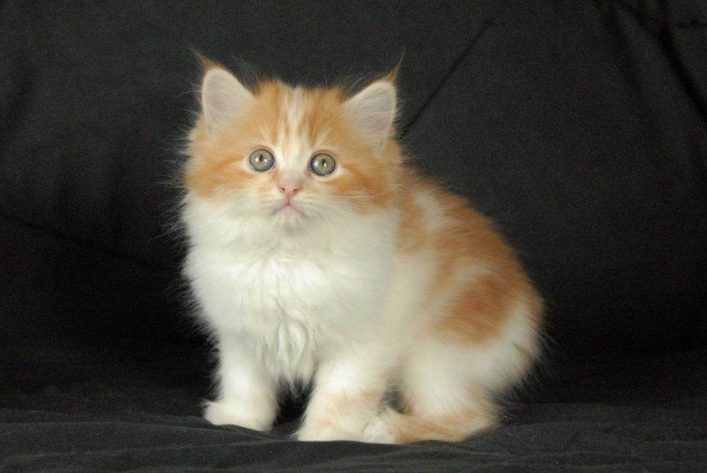 Наполеон (менуэт) — карликовая кошка