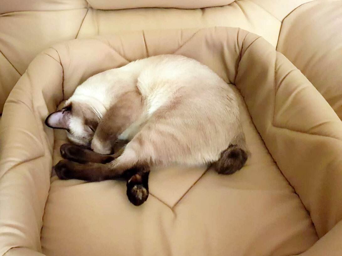 Cat - котенок постоянно спит: как определить отклонение от нормы | friskies