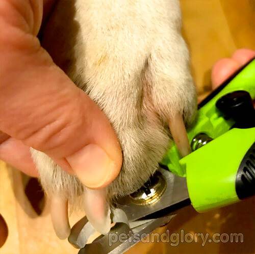 Когда нужно и как правильно стричь собаке когти?