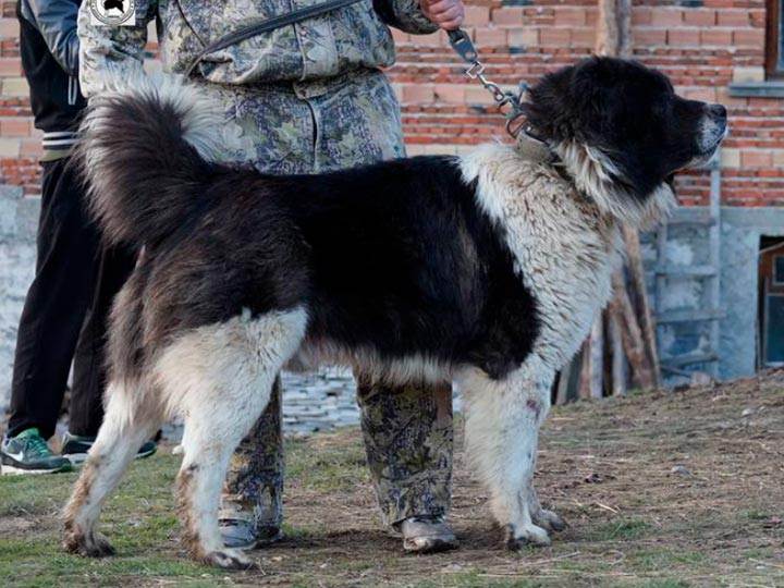 Каракачанская собака — чабанская овчарка