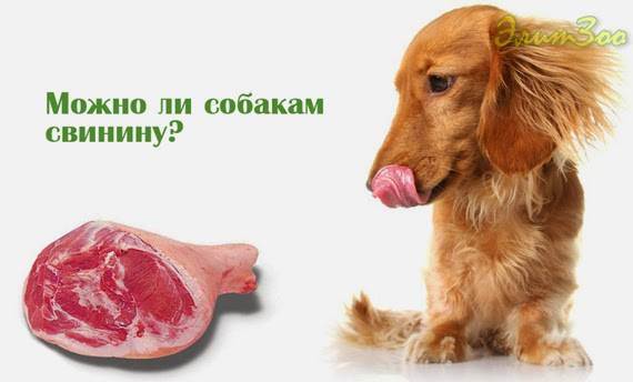 Почему собакам нельзя свинину | можно ли