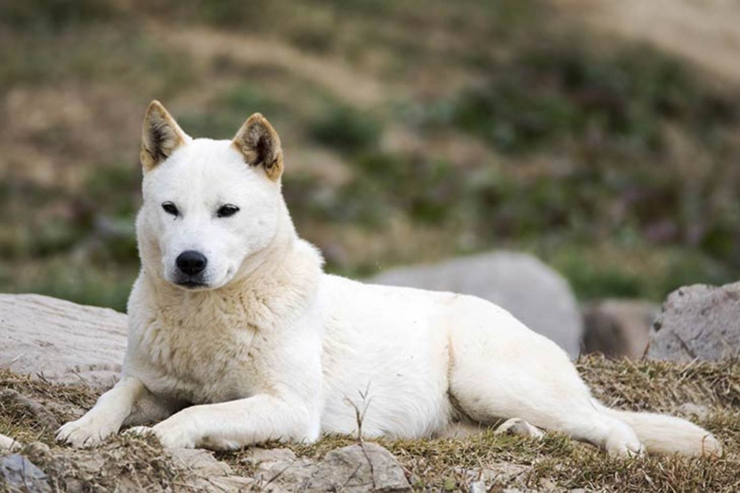 Корейский джиндо (чиндо): описание породы собак с фото и видео