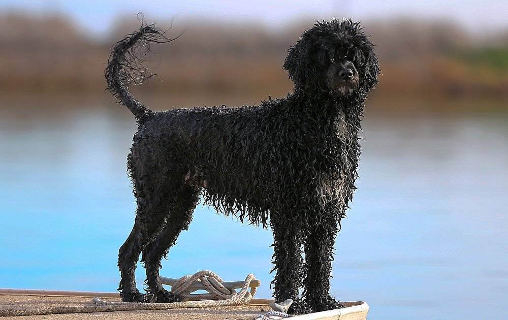 Португальская водяная собака: стандарт породы, особенности ухода и содержания (+ фото)