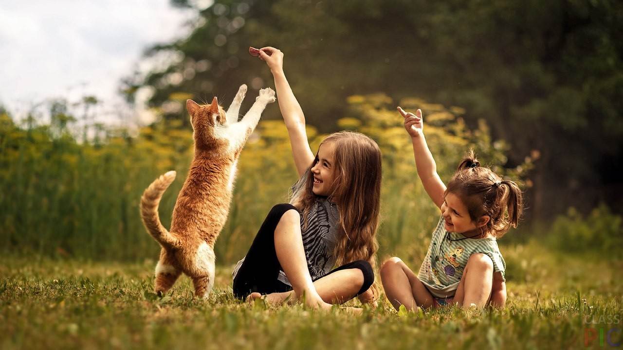 Игры с кошкой - почему они любят играть, список игрушек для животного