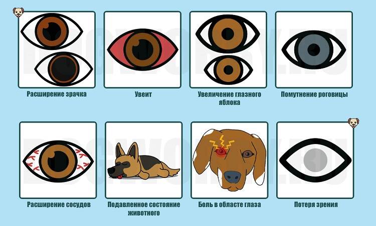 Глаукома у собак