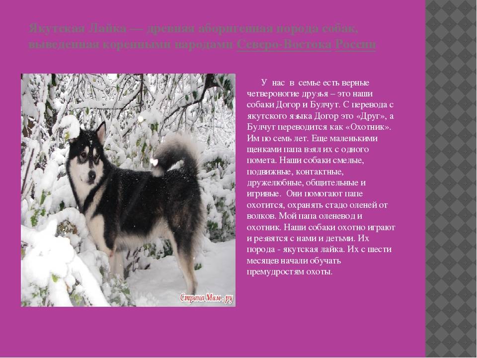 Лайка якутская: характеристики породы собаки, фото, характер, правила ухода и содержания - petstory