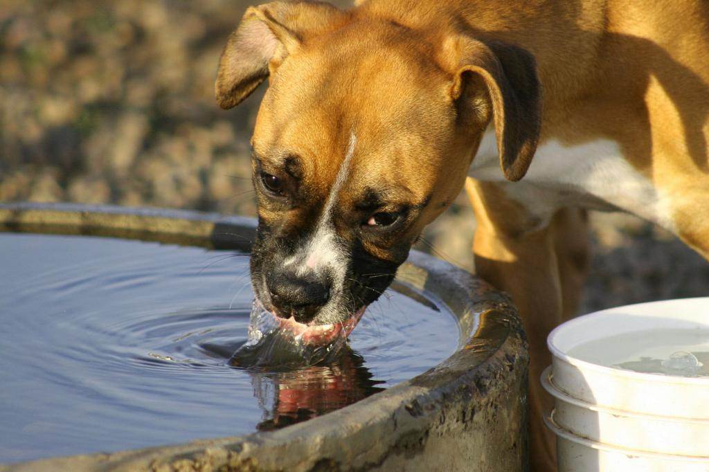 Если собака перестала пить воду