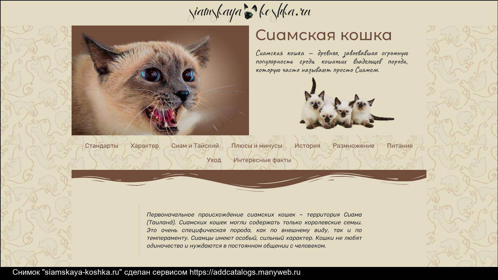 Сиамские кошки: 100 фото, все про сиамскую породу кошек