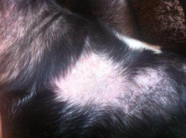 Красное пятно на животе у собаки: причины, диагностика и лечение :: syl.ru