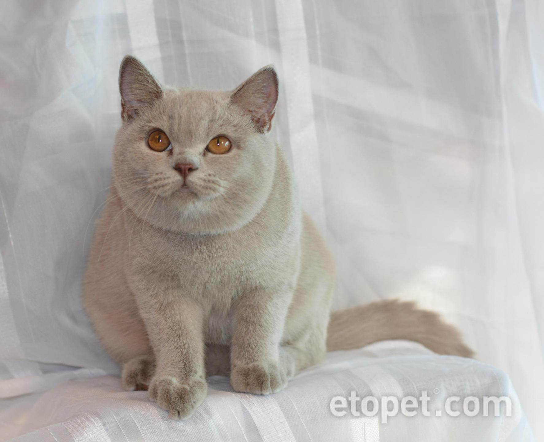 Окрасы британских кошек с фото и описанием | ваши питомцы