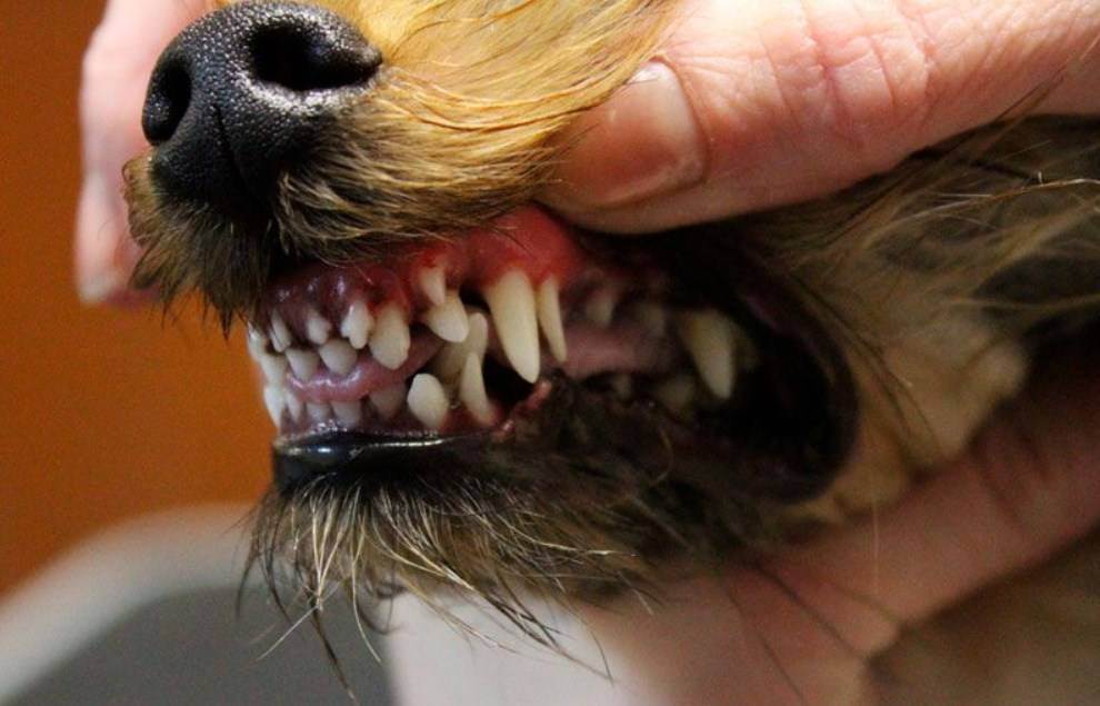 Молочные зубы у собак: появление, количество, смена и удаление