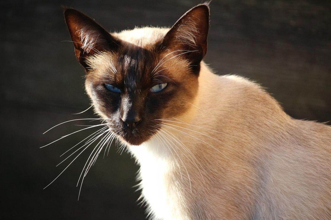 Сиамская кошка: описание породы
