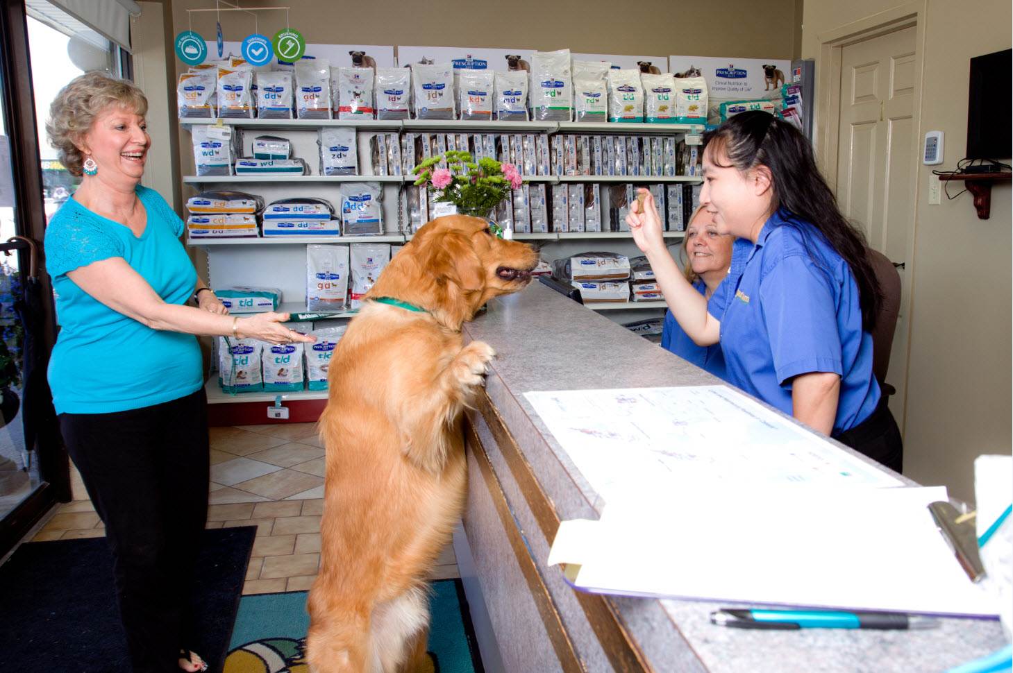 Профессия ветеринар для любительниц животных: кто такой и чем он занимается