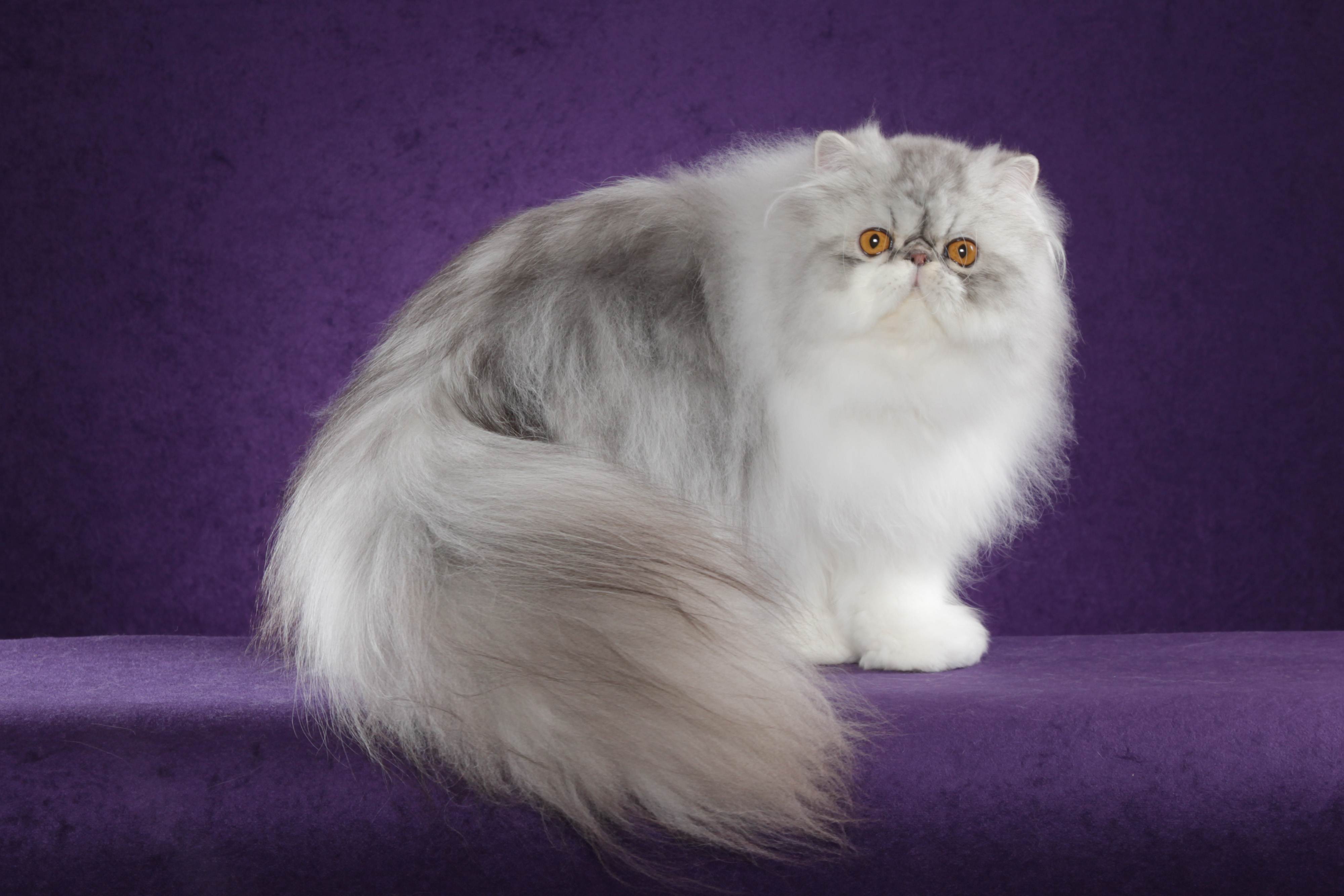 Длинношерстные кошки: список с фото, цена пород кошек с длинной шерстью