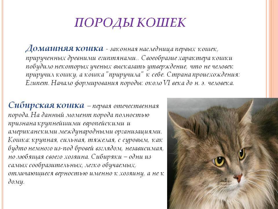 Ликой: фото и описание породы, особенности содержания кошки-оборотня, советы по выбору котенка