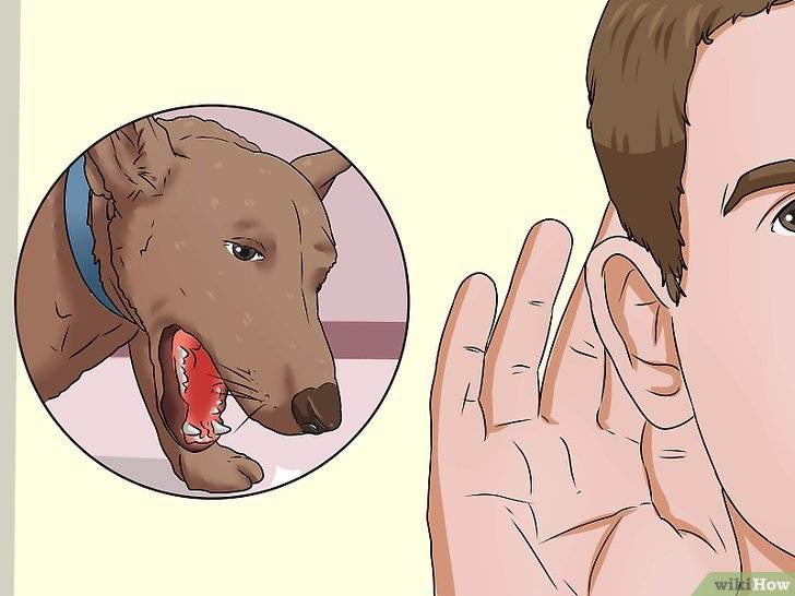 Чем лечить питомниковый кашель у собак можно узнать в этой статье