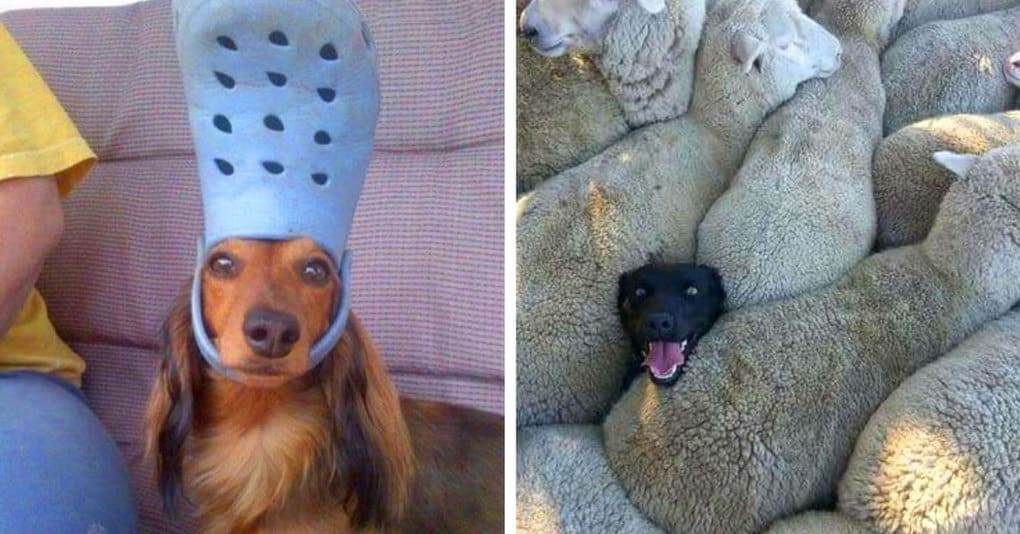 Самые смешные собаки. 10 самых забавных пород с описаниями и фото