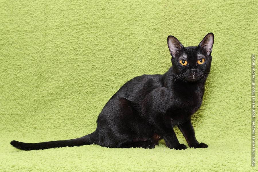 Бомбейская кошка: особенности породы, фото кота и отзывы владельцев