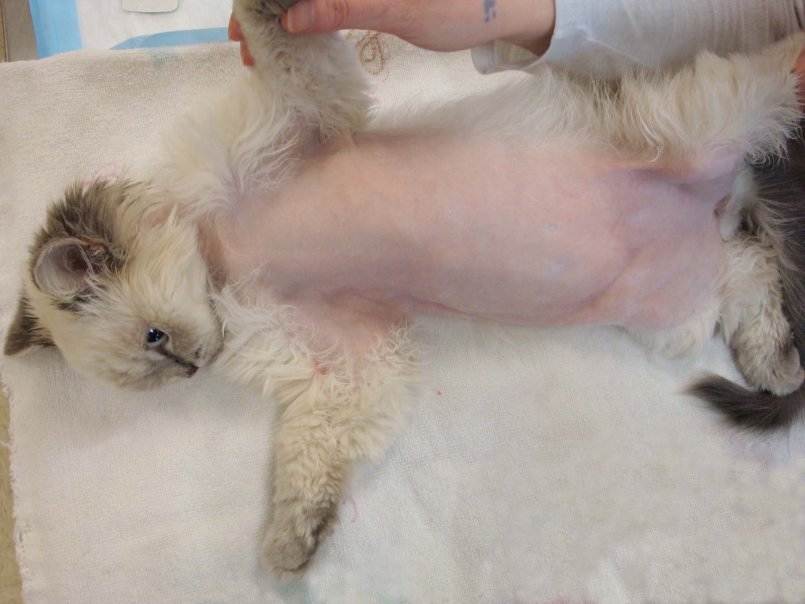 Пупочная грыжа у котенка: симптомы, лечение, операция