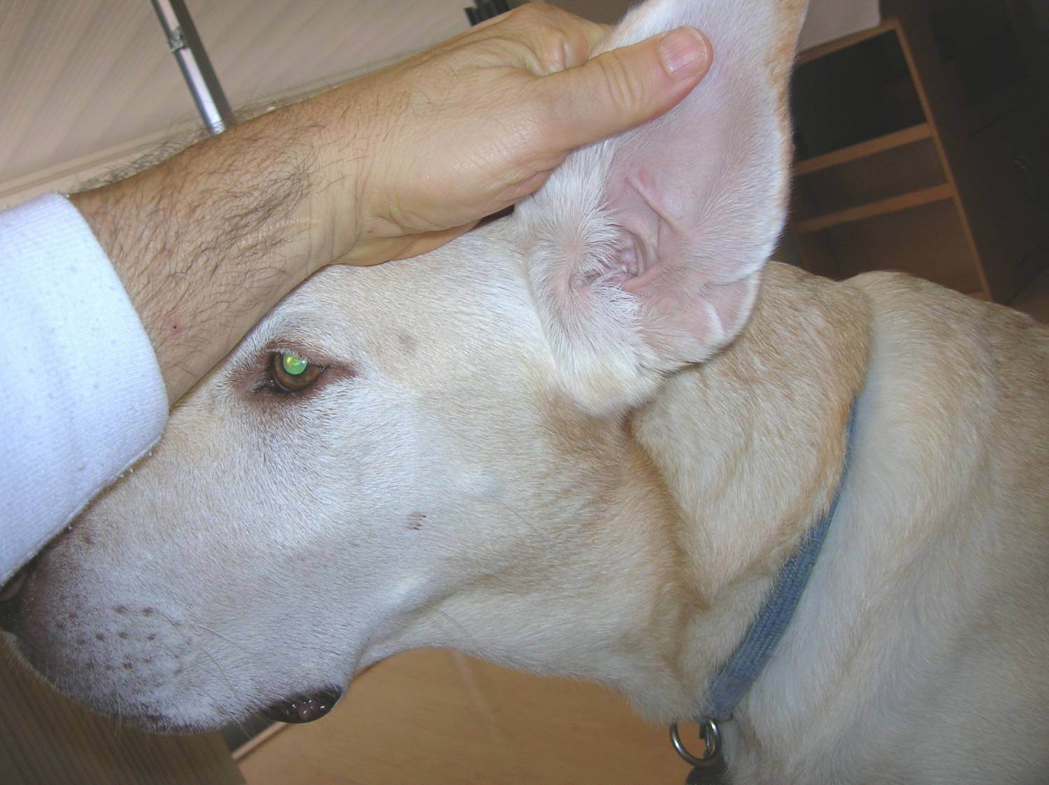 У собаки воняет из уха - 5 причин, лечение