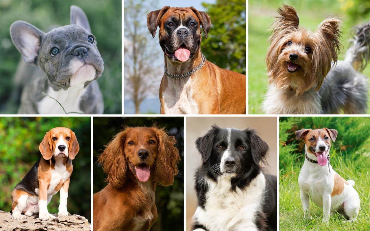 Самые маленькие породы собак в мире – названия,описания и сколько стоят щенки