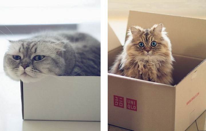 Почему кошки любят коробки и пакеты, почему нравятся