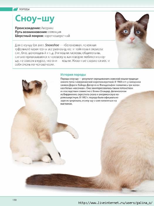 Коты и кошки сноу-шу — описание породы; порода кошек сноу шу — окрас; кошка, кот и котята сноу-шу — характер породы