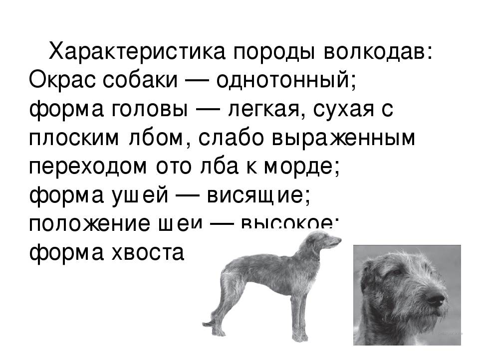 Волкодавы — фото, какие это породы собак, как они выглядят и почему причисляются к этой группе