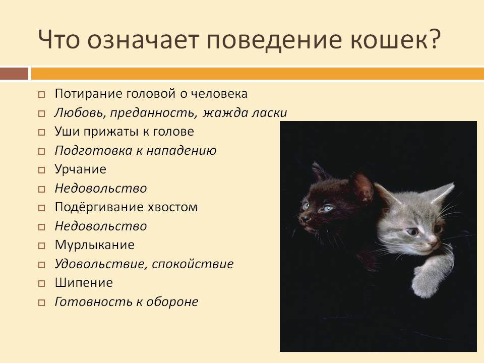 Кот орет: основные причины и меры успокоения